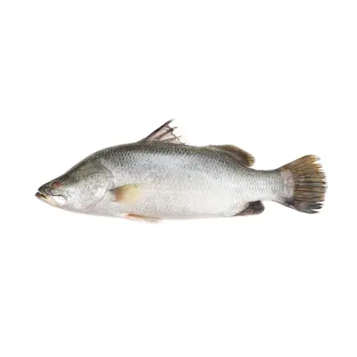 Koral  Medium (2-3.5kg Per Size) per 1 kg